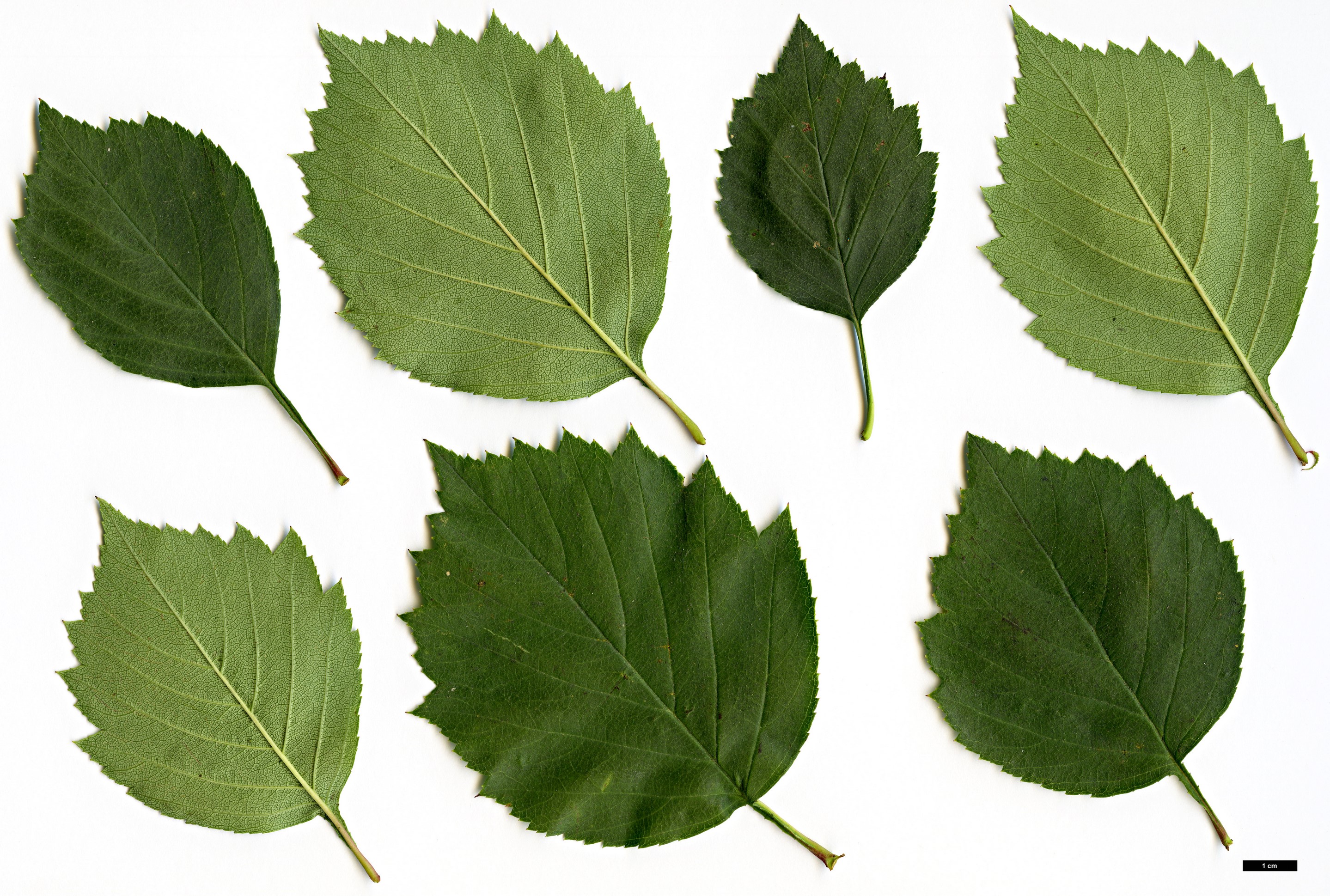 High resolution image: Family: Rosaceae - Genus: Crataegus - Taxon: iracunda - SpeciesSub: var. populnea
